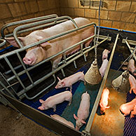 Varkens zogen biggen in varkenskwekerij, België

